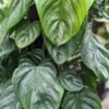 Philodendron Brandtianum Plant