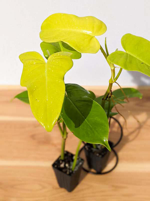 Checkout Special, Philodendron Bipennifolium Aurea, limit 1 - Image 7