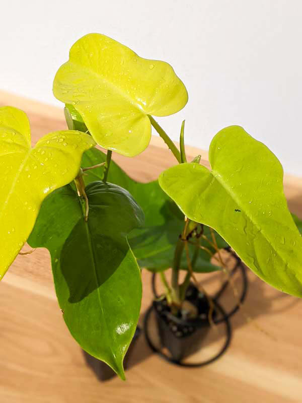 Checkout Special, Philodendron Bipennifolium Aurea, limit 1 - Image 8