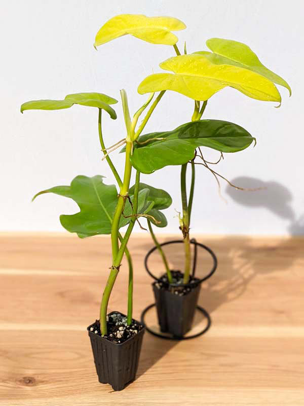 Checkout Special, Philodendron Bipennifolium Aurea, limit 1 - Image 6