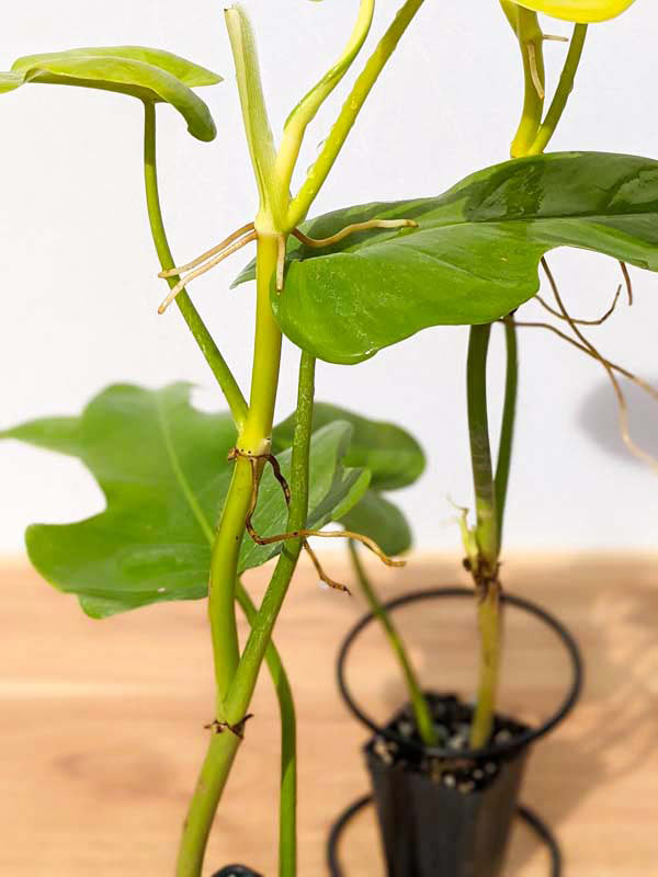 Checkout Special, Philodendron Bipennifolium Aurea, limit 1 - Image 9