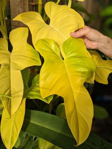Philodendron Bipennifolium Aurea Plant