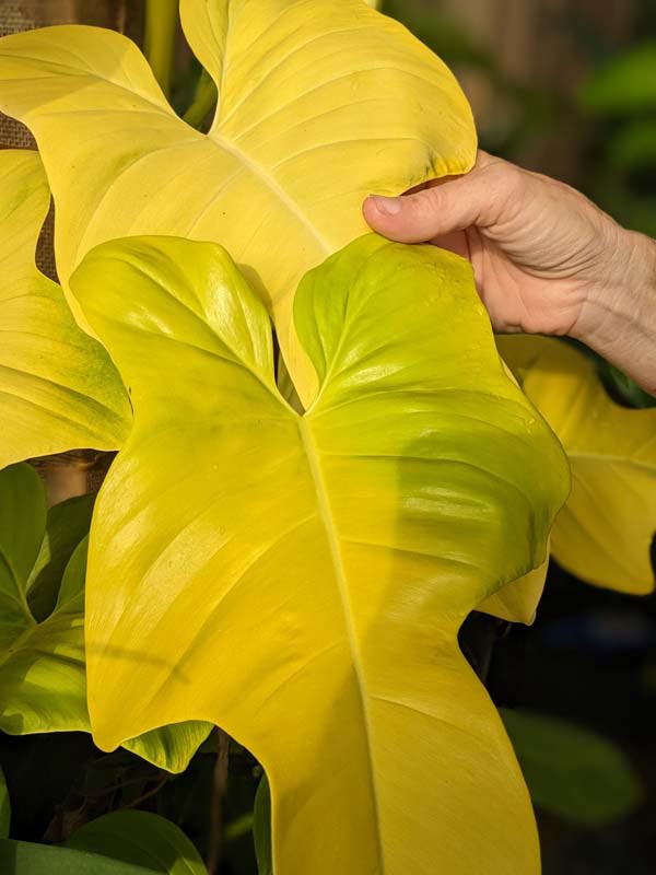 Checkout Special, Philodendron Bipennifolium Aurea, limit 1 - Image 4