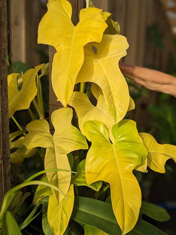 Checkout Special, Philodendron Bipennifolium Aurea, limit 1 - Image 3