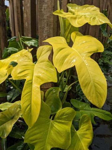 Alternative view of Philodendron Bipennifolium Aurea Plant