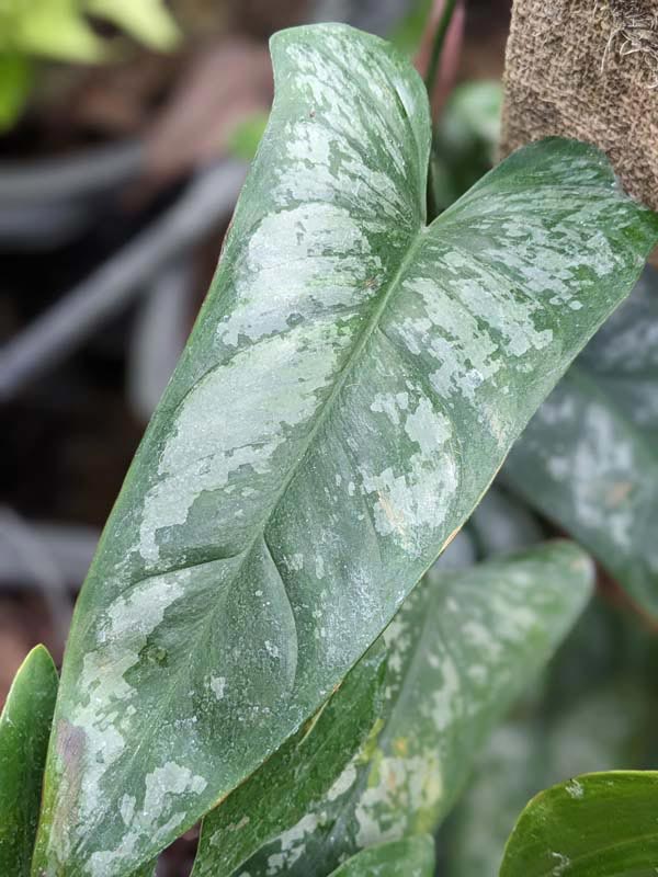 Philodendron Brevispathum Silver Splash Peru Maroon Plant - Image 2