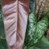 Philodendron Brevispathum Silver Splash Peru Maroon Plant