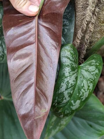 Lg. Philodendron Brevispathum Silver Splash Peru Maroon Plant