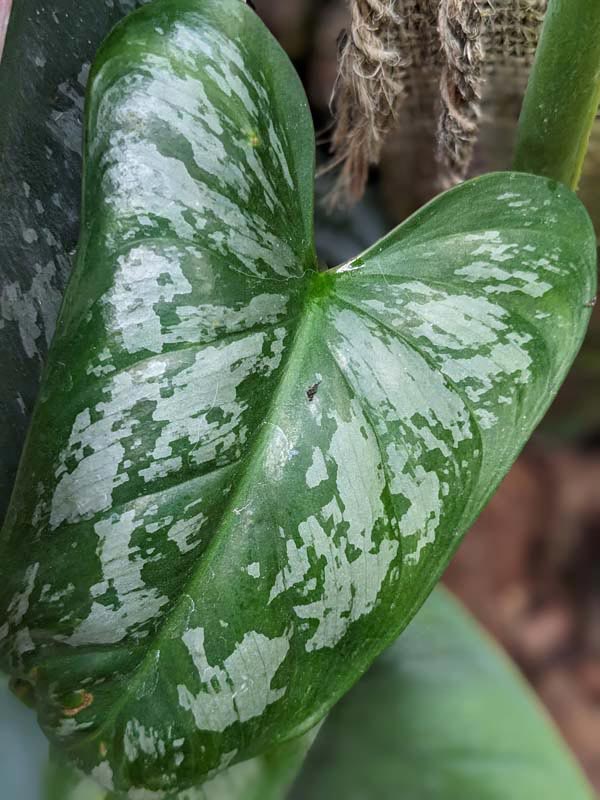 Philodendron Brevispathum Silver Splash Peru Maroon Plant - Image 3