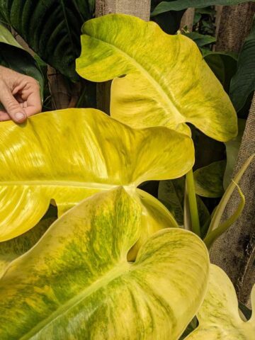 Alternative view of Philodendron Calkins Gold Plant