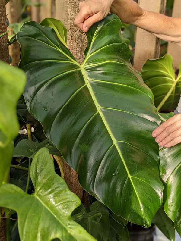 Lg. Philodendron Cordatum Giant Plant