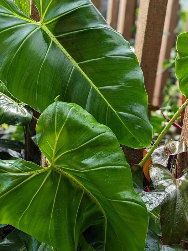 Lg. Philodendron Cordatum Giant Plant - Image 2