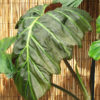 Philodendron Corsinianum Giant Plant