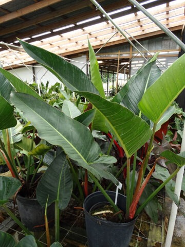 Alternative view of XL Philodendron Davidsonii Plant