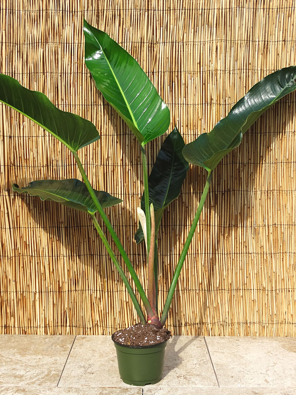 XL Philodendron Davidsonii Plant