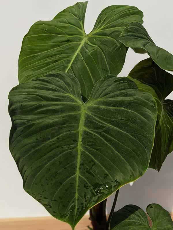 Philodendron El Choco Red Plant