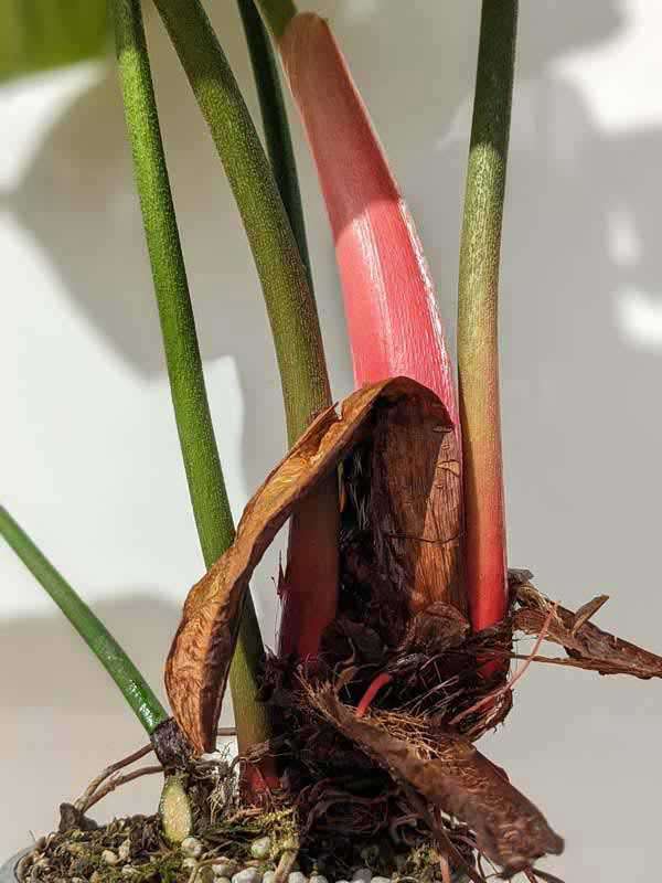 Philodendron El Choco Red Plant - Image 2