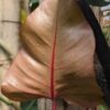 Philodendron Erubescens Bronze Red Stem Plant