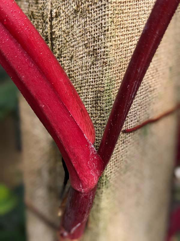 Philodendron Erubescens Bronze Red Stem Plant - Image 2
