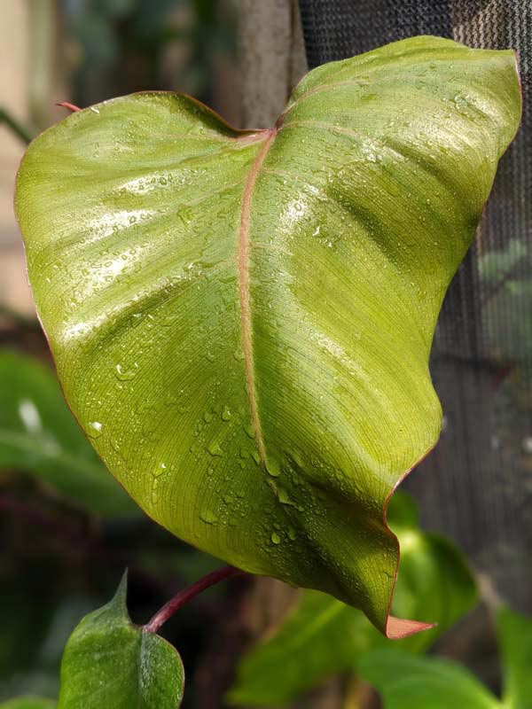Philodendron Erubescens Bronze Red Stem Plant - Image 3