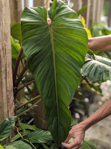 Lg. Philodendron Esmeraldas Narrow Plant