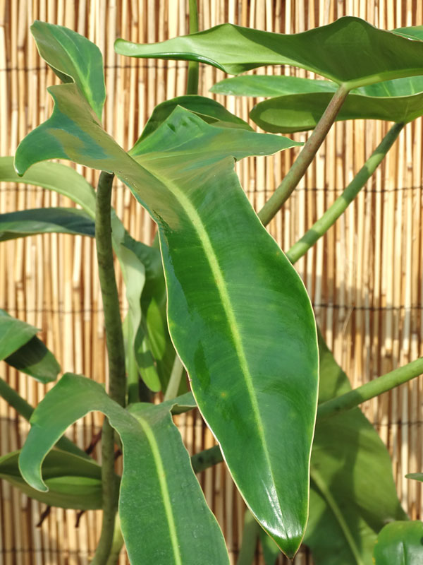 Philodendron Ecuadorian Canoe Leaf Plant