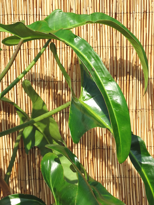 Philodendron Ecuadorian Canoe Leaf Plant - Image 4