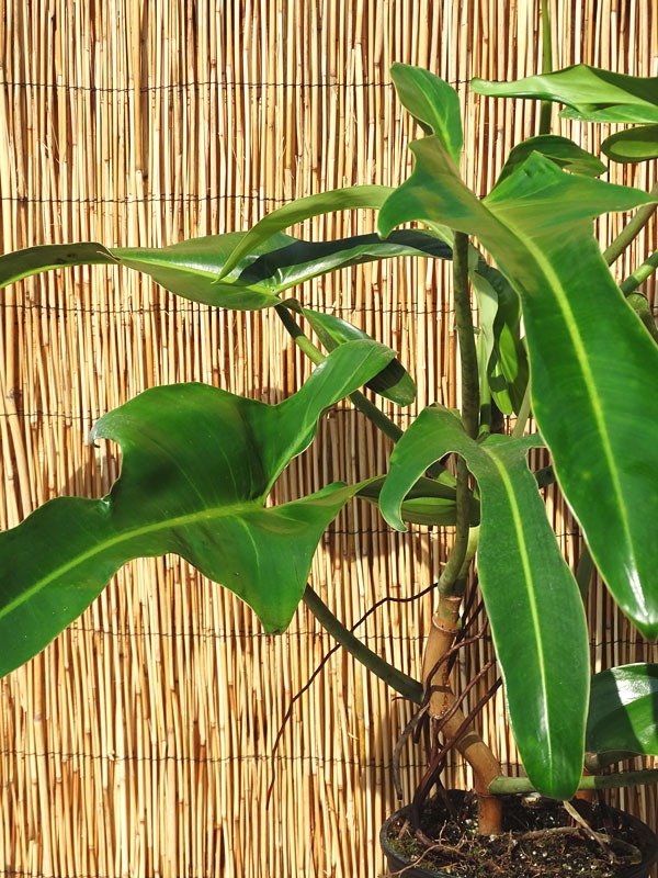 Philodendron Ecuadorian Canoe Leaf Plant - Image 3