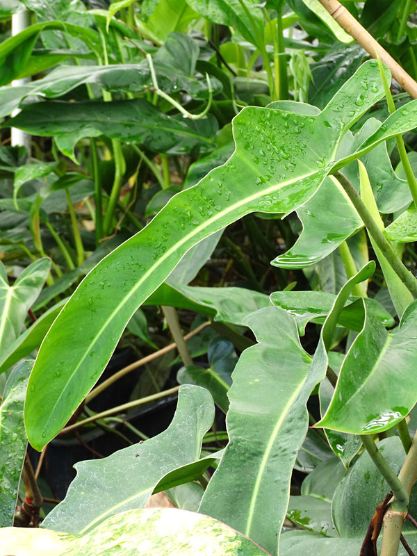 Philodendron Ecuadorian Canoe Leaf Plant - Image 2