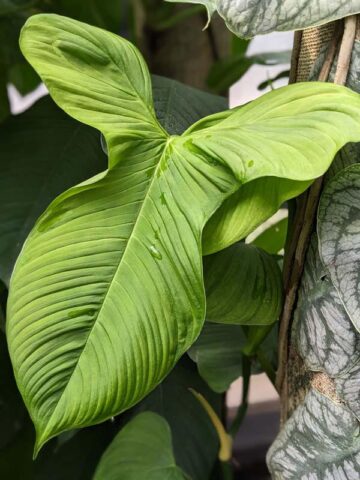 Philodendron Fibraecataphyllum Peru Plant