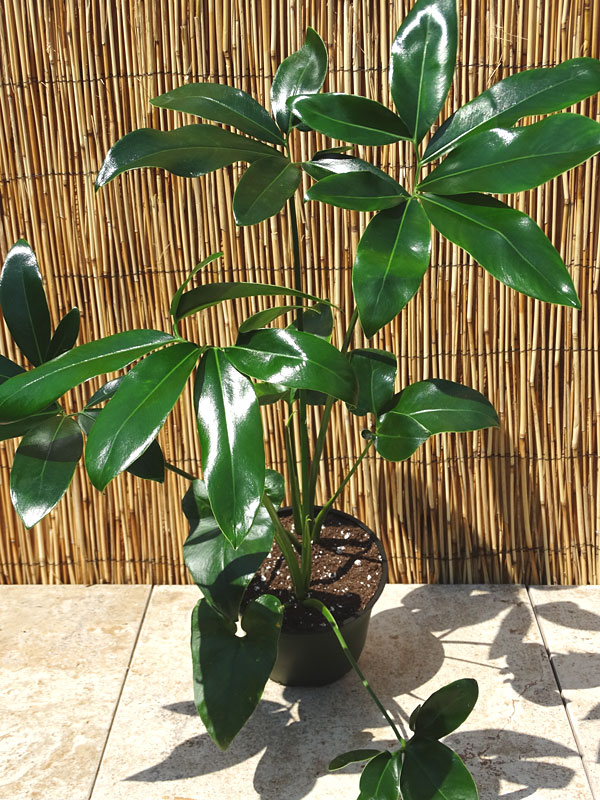 XL Philodendron Goeldii Hawaiian Finger Leaf Plant - Image 9