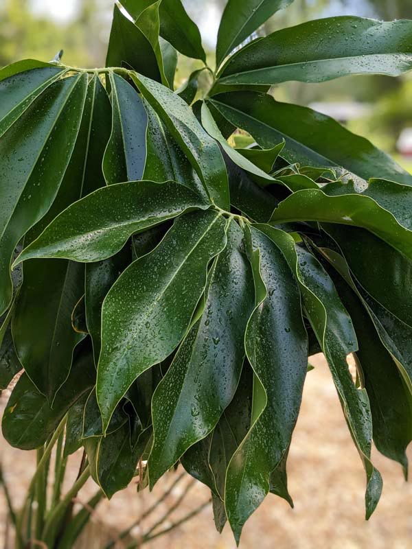 Philodendron Goeldii Hawaiian Finger Leaf Plant - Image 7