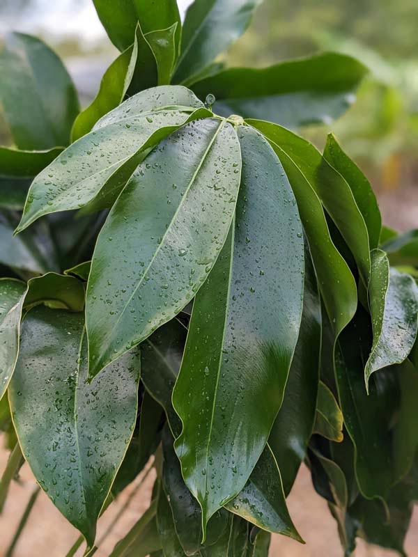 Philodendron Goeldii Hawaiian Finger Leaf Plant - Image 8
