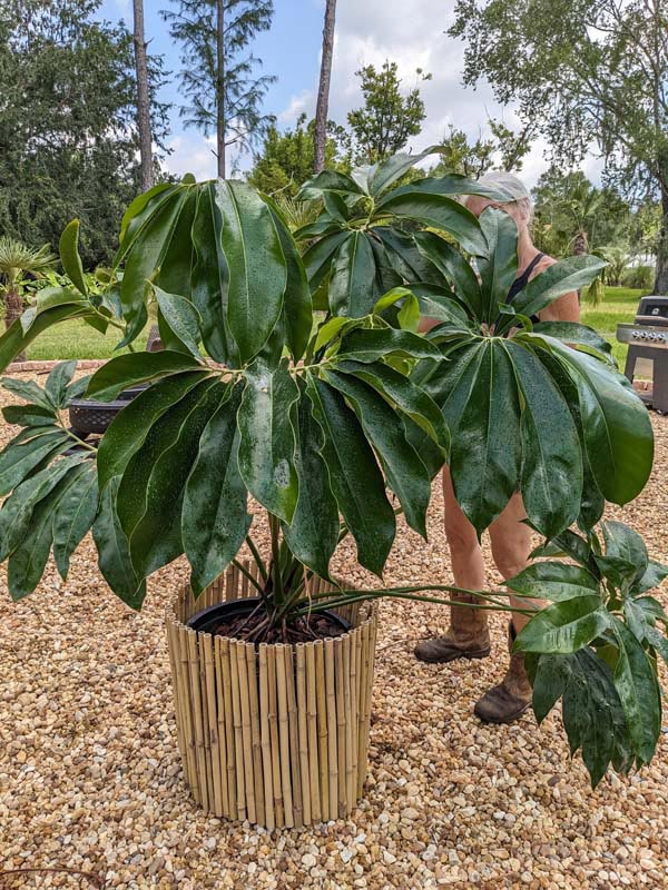 Philodendron Goeldii Hawaiian Finger Leaf Plant - Image 2