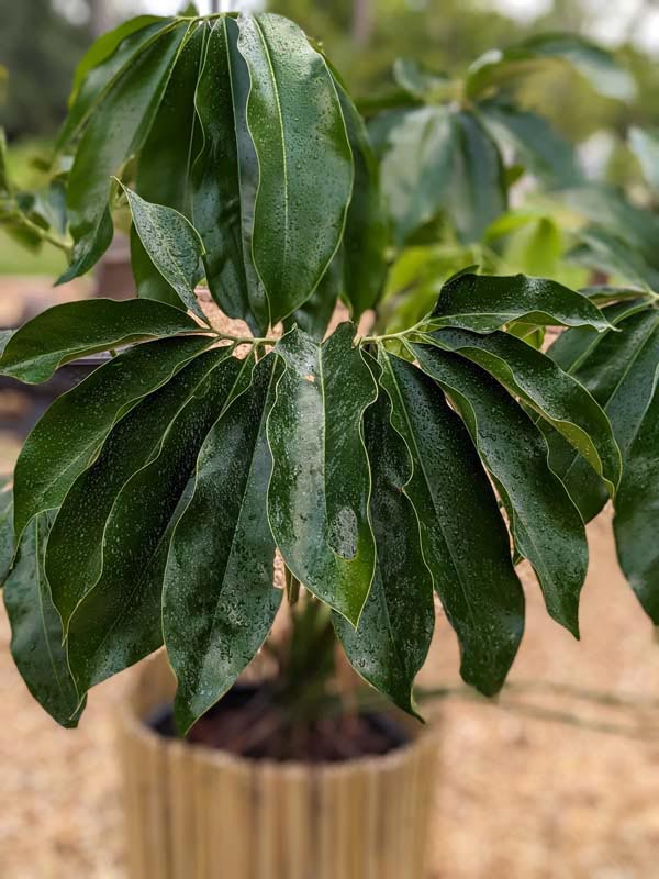 Philodendron Goeldii Hawaiian Finger Leaf Plant