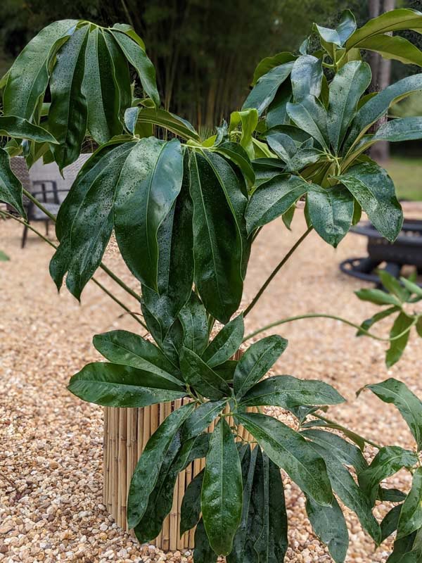 Philodendron Goeldii Hawaiian Finger Leaf Plant - Image 3