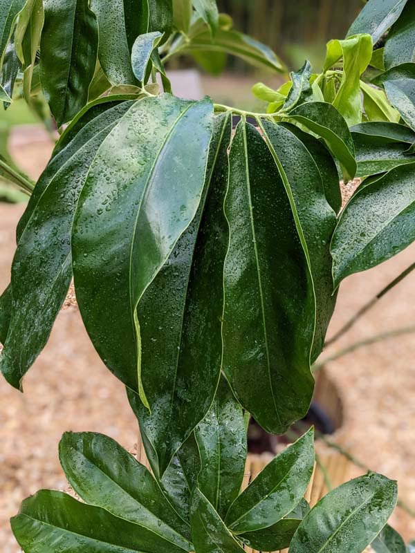 Philodendron Goeldii Hawaiian Finger Leaf Plant - Image 9
