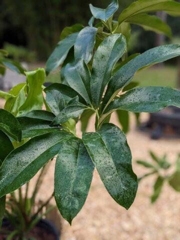 Lg. Philodendron Goeldii Hawaiian Finger Leaf Plant