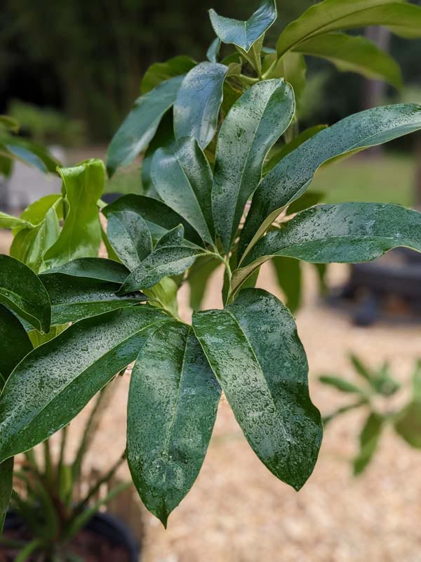 Philodendron Goeldii Hawaiian Finger Leaf Plant - Image 5