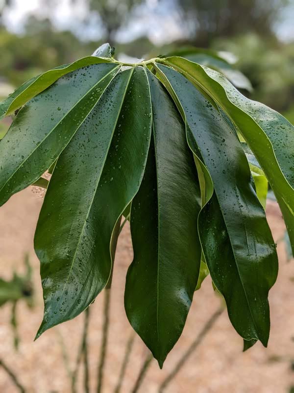 Philodendron Goeldii Hawaiian Finger Leaf Plant - Image 6