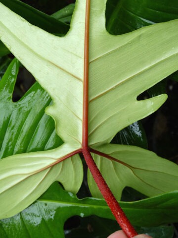 Philodendron Florida Beauty Red Stem