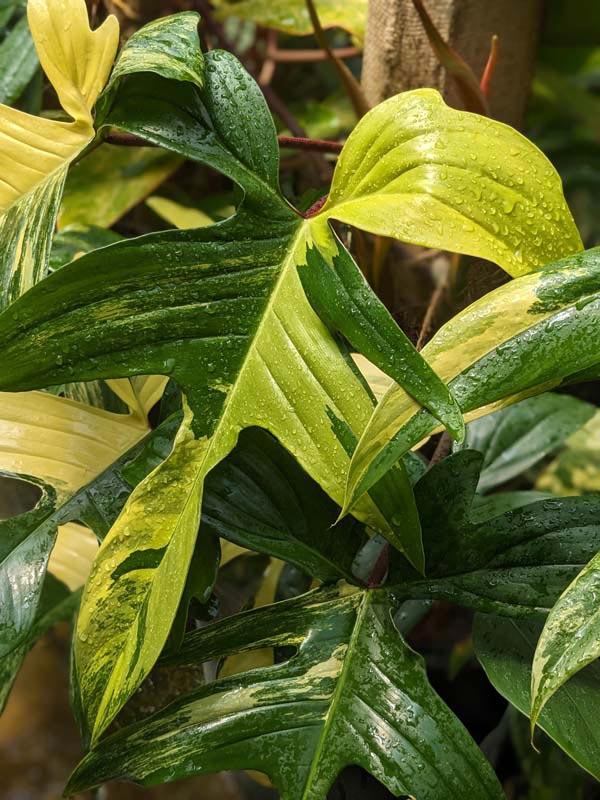 Checkout Special, Philodendron Florida Variegated, limit 1 - Image 2