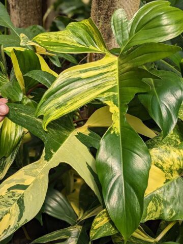 Philodendron Florida Variegated Plant
