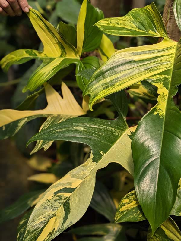 Checkout Special, Philodendron Florida Variegated, limit 1 - Image 3