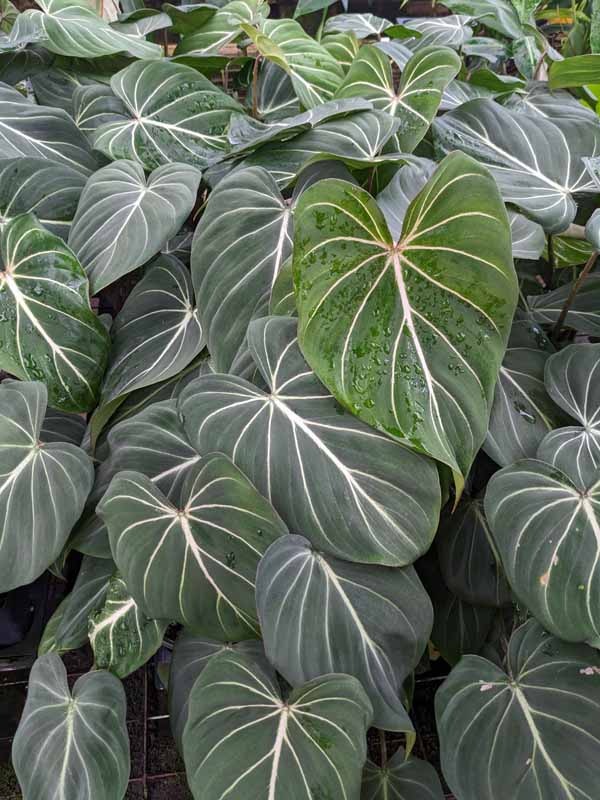 Lg. Gloriosum Dark Form Plant - Image 6
