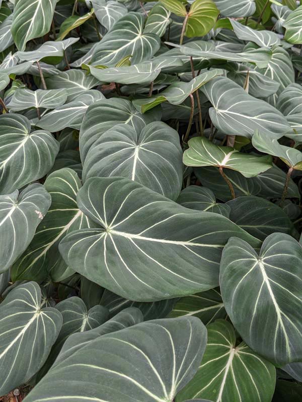Lg. Gloriosum Dark Form Plant - Image 4