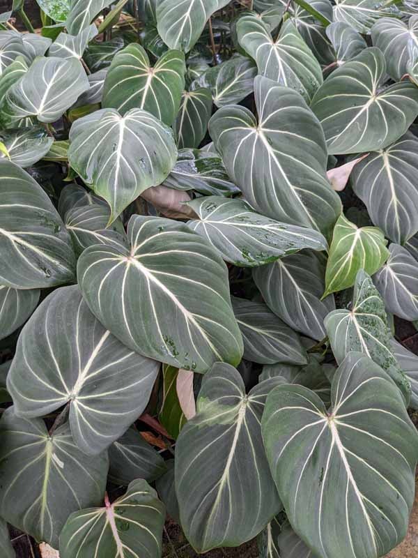 Lg. Gloriosum Dark Form Plant - Image 3