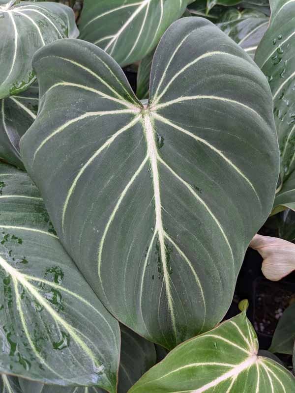 Lg. Gloriosum Dark Form Plant