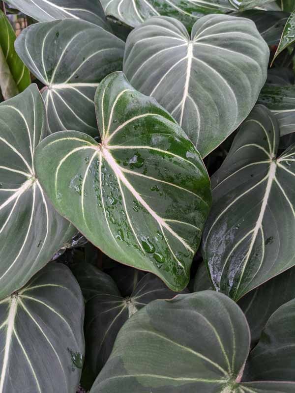 Lg. Gloriosum Dark Form Plant - Image 2