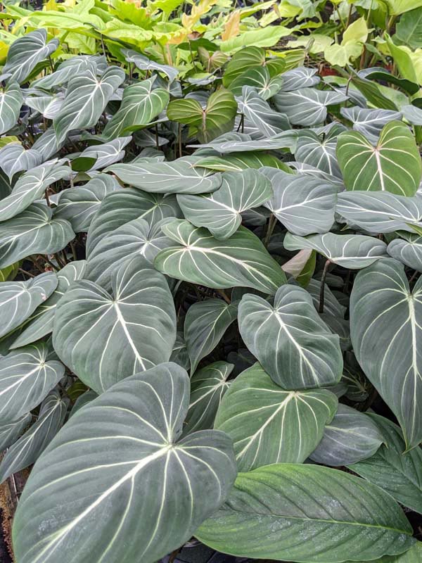 Lg. Gloriosum Dark Form Plant - Image 5